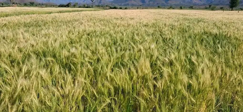 A farmer's festival was held at the Marzba wheat field in Diqana Kebele in West Balsa Woreda.